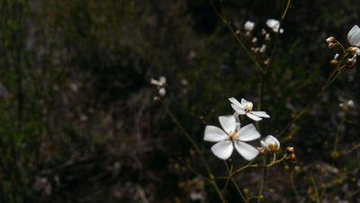 Drosera gigantea, photographed by Hugo Innes