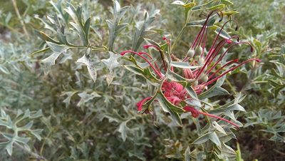 Grevillea bipinnatifida, photographed by Hugo Innes