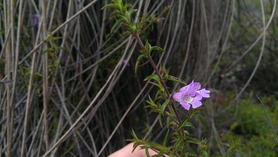 Hemiandra pungens, photographed by Hugo Innes