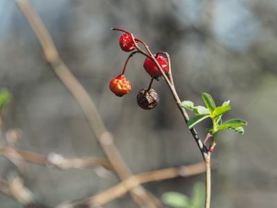 Rosa palustris, photographed by mefisher
