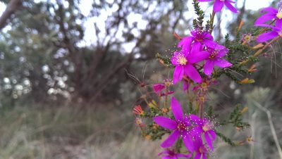 Calytrix fraseri, photographed by Hugo Innes