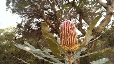 Banksia menziesii, photographed by Hugo Innes