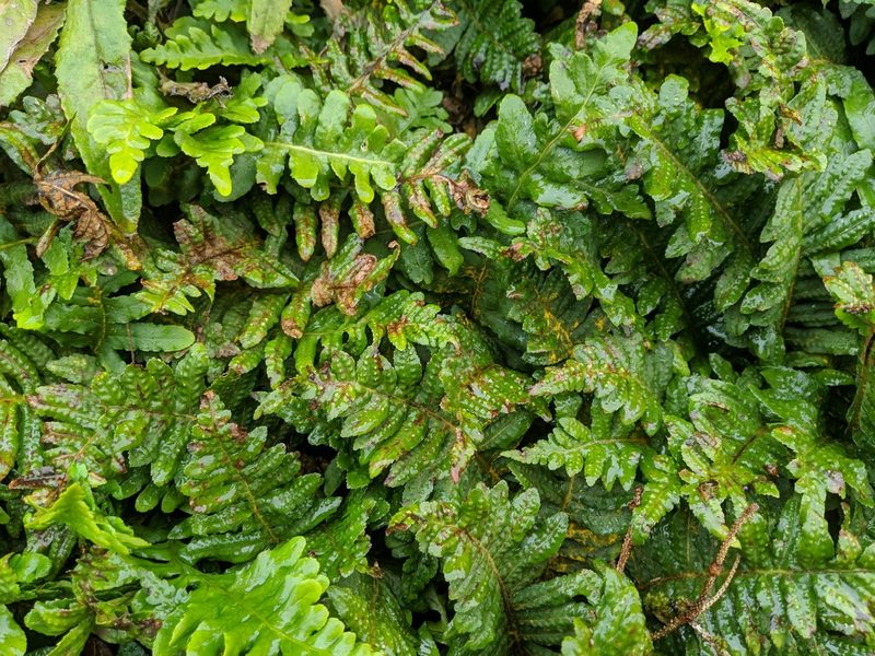 Polypodium calirhiza, photographed by Timothy McNitt