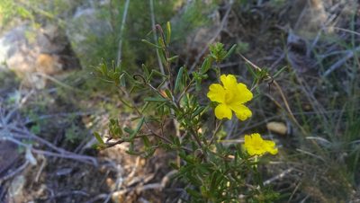 Hibbertia hypericoides, photographed by Hugo Innes