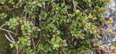Kalmia buxifolia, photographed by Zac Peterson