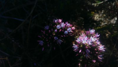Andersonia caerulea, photographed by Hugo Innes