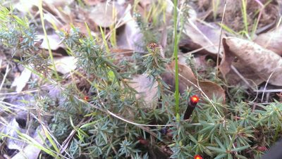Styphelia discolor, photographed by Hugo Innes