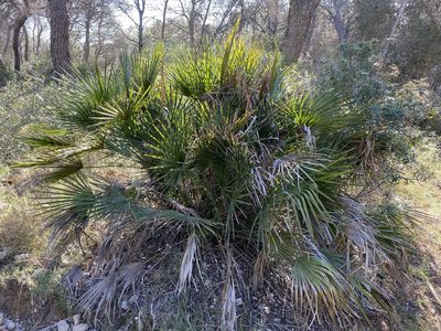 Chamaerops humilis, photographed by Oriol Sastre