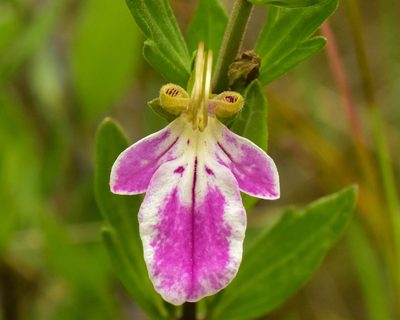 Teucrium bicolor, photographed by Nicolás Villaseca Merino