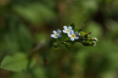 Trigonotis peduncularis, photographed by Se Lena
