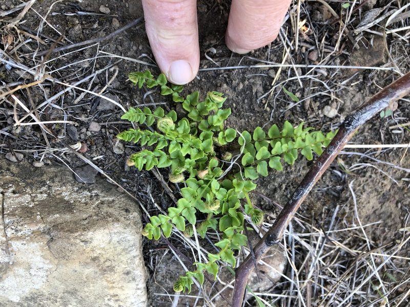 Namaquapteris hastata, photographed by Caroline Voget