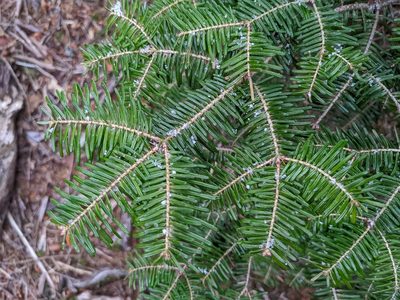 Abies fraseri, photographed by Zac Peterson