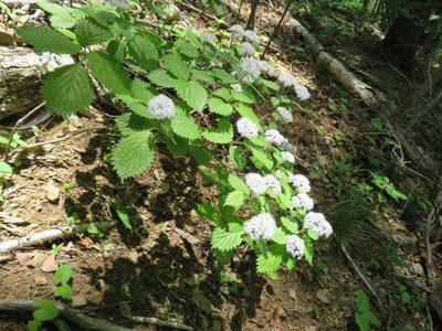 Hydrangea hirta, photographed by Marco Mussita