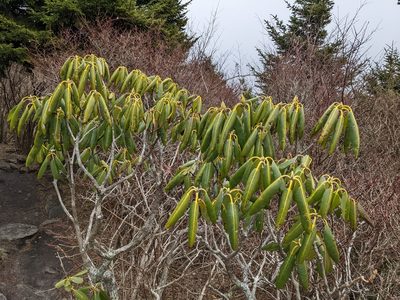 Rhododendron catawbiense, photographed by Zac Peterson