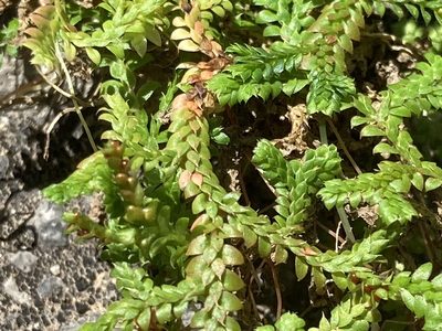 Selaginella denticulata, photographed by Andre Hosper