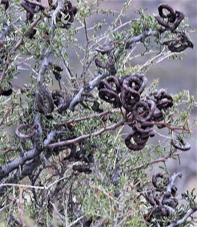 Neltuma denudans, photographed by Hugo Hulsberg