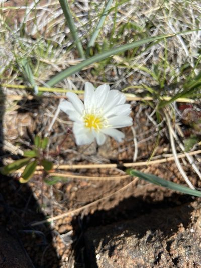 Lewisia oppositifolia, photographed by Michael O'Loughlin