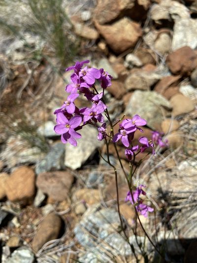 Arabis aculeolata, photographed by Michael O'Loughlin