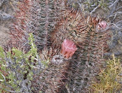 Austrocactus bertinii, photographed by Hugo Hulsberg