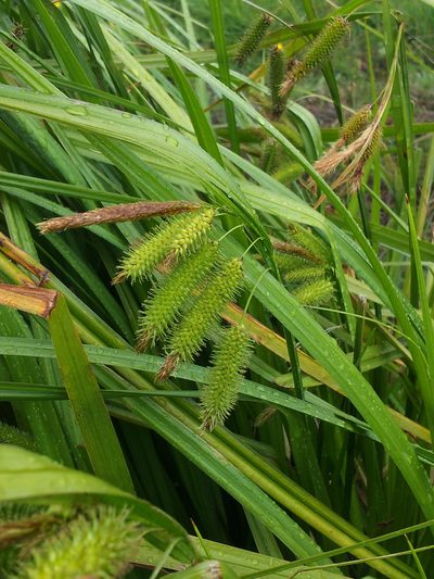 Carex fascicularis, photographed by Peter de Lange
