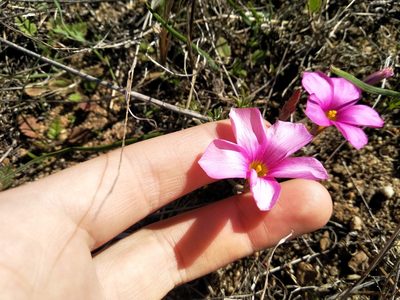 Oxalis hirta, photographed by De Waal Hugo