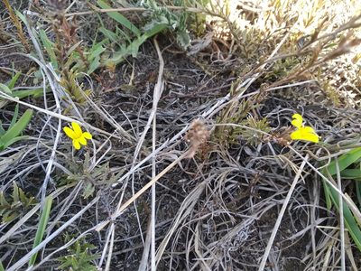 Monopsis lutea, photographed by De Waal Hugo