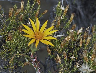 Mutisia retrorsa, photographed by Hugo Hulsberg