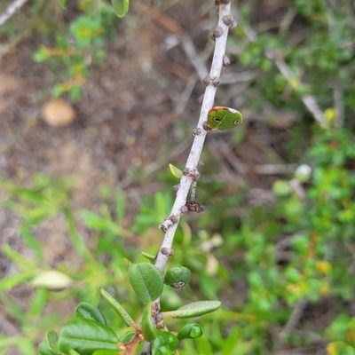 Ceanothus verrucosus, photographed by Dan Horowitz