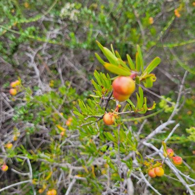 Cneoridium dumosum, photographed by Dan Horowitz