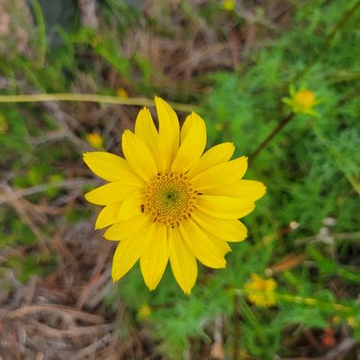 Coreopsis maritima