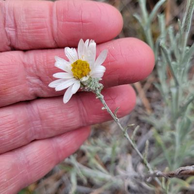 Corethrogyne filaginifolia, photographed by Dan Horowitz