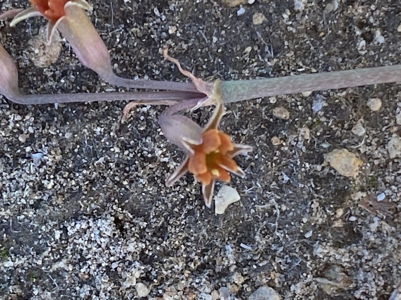 Tulbaghia capensis, photographed by Christina