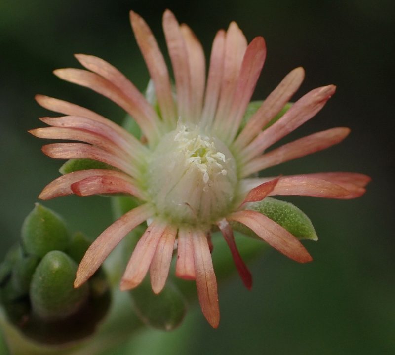 Delosperma multiflorum, photographed by Nicola van Berkel