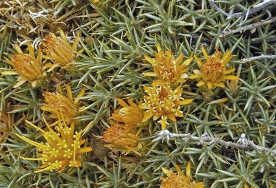 Chuquiraga aurea, photographed by Hugo Hulsberg
