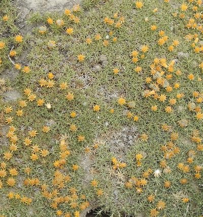 Chuquiraga aurea, photographed by Hugo Hulsberg