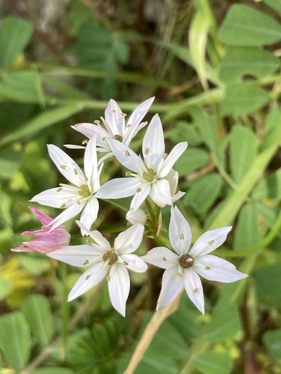 Allium trifoliatum, photographed by Andre Hosper