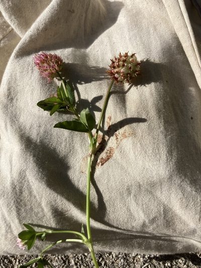Trifolium physodes, photographed by Andre Hosper