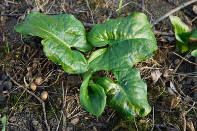 Arum cylindraceum, photographed by Patrick Hacker