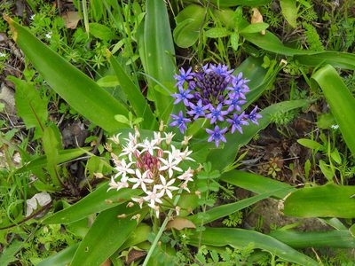 Scilla peruviana, photographed by Duarte Frade