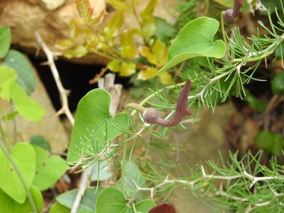 Aristolochia baetica, photographed by Duarte Frade