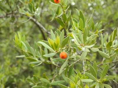 Osyris lanceolata, photographed by Duarte Frade