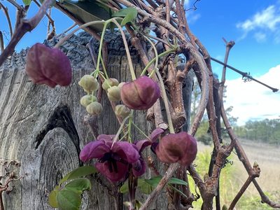 Akebia quinata, photographed by Annie Weissman