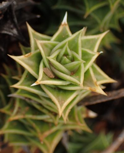 Astroloba foliolosa, photographed by Nicola van Berkel