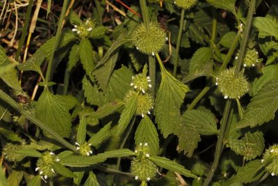 Leucas martinicensis, photographed by i_c_riddell
