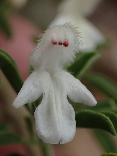 Leucas capensis, photographed by Nicola van Berkel