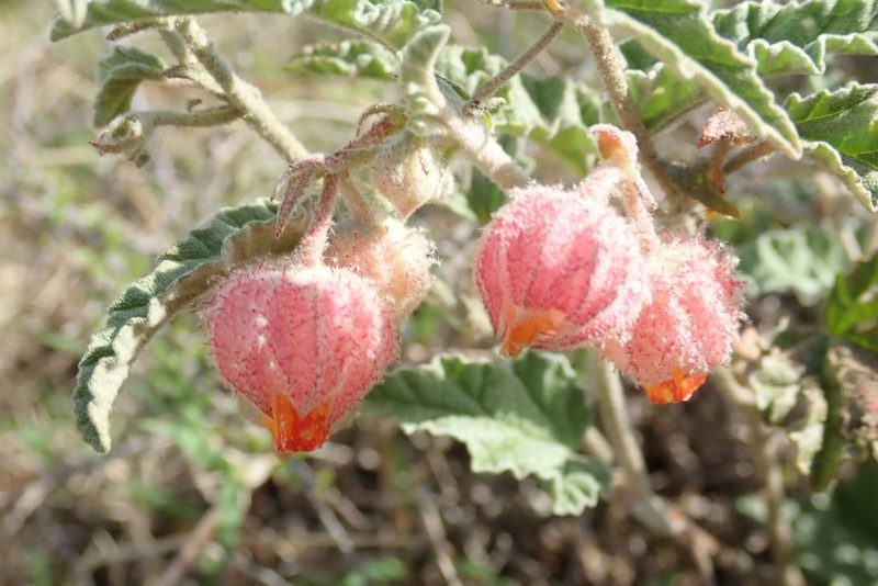 Hermannia comosa, photographed by Andrew Deacon