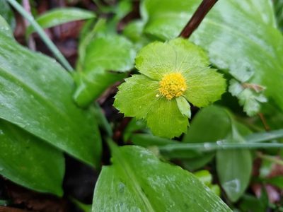 Sanicula epipactis, photographed by Žan Rode