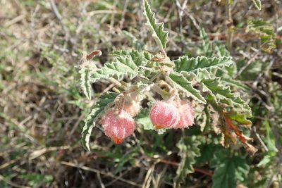 Hermannia comosa, photographed by Andrew Deacon