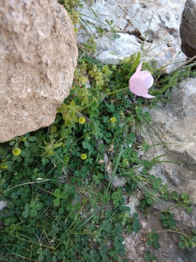 Papaver gracile, photographed by Ben Costamagna