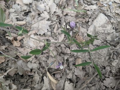 Vicia bithynica, photographed by Katarzyna Żarnowiec